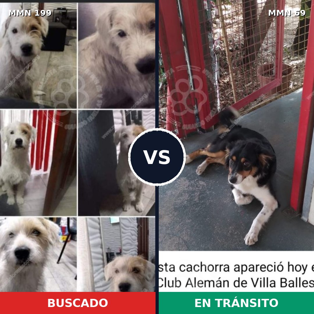 Comparativa MMS 4740: mascota perdida y mascota encontrada, 62% de similitud