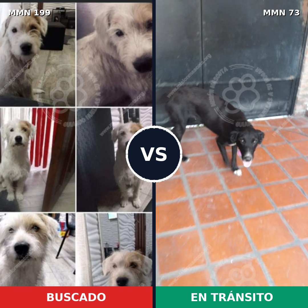 Comparativa MMS 4742: mascota perdida y mascota encontrada, 49% de similitud