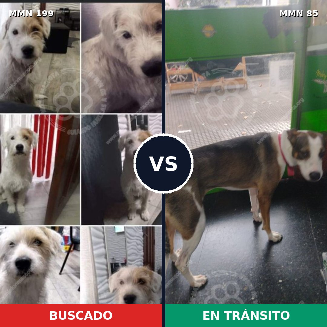 Comparativa MMS 4743: mascota perdida y mascota encontrada, 8% de similitud