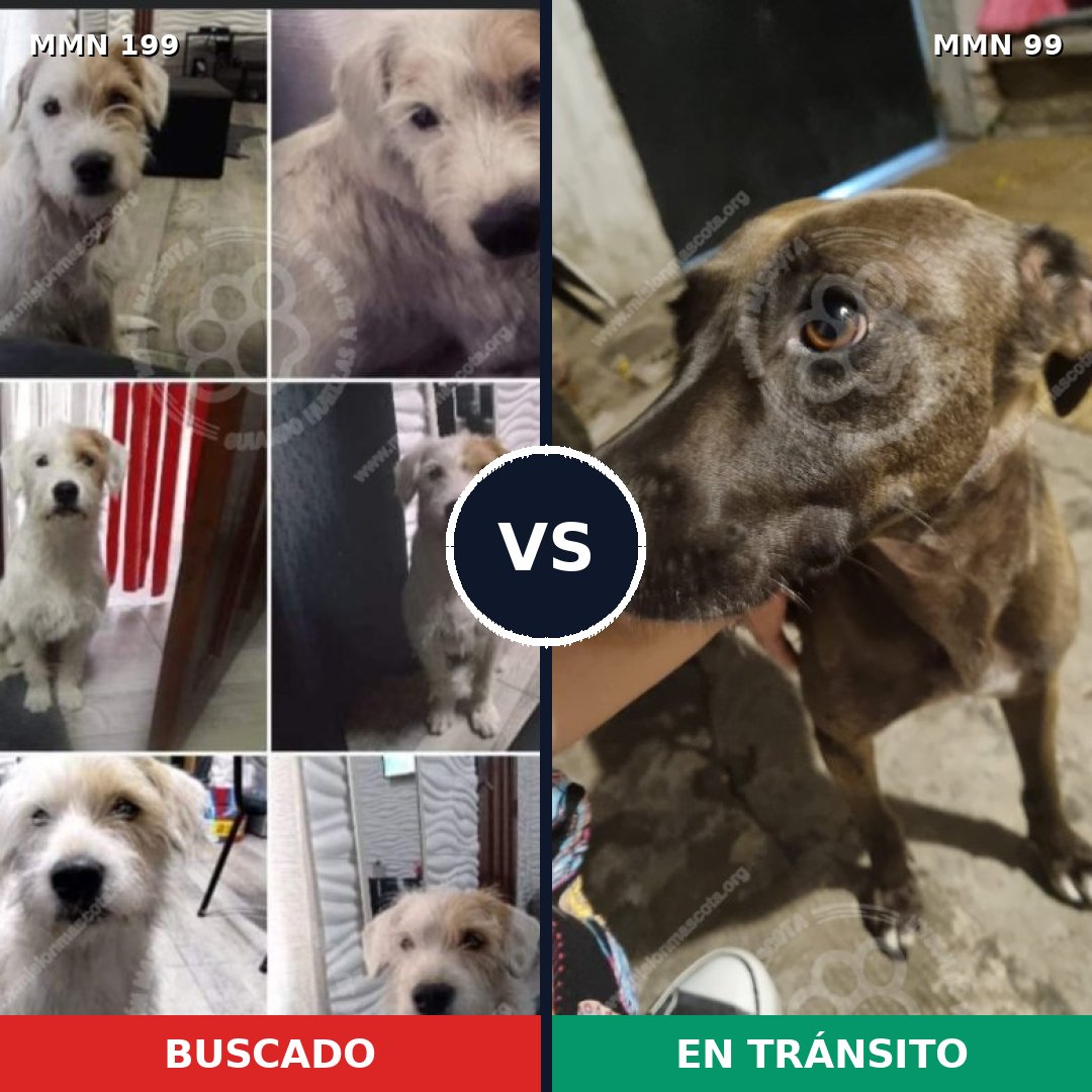 Comparativa MMS 4744: mascota perdida y mascota encontrada, 8% de similitud