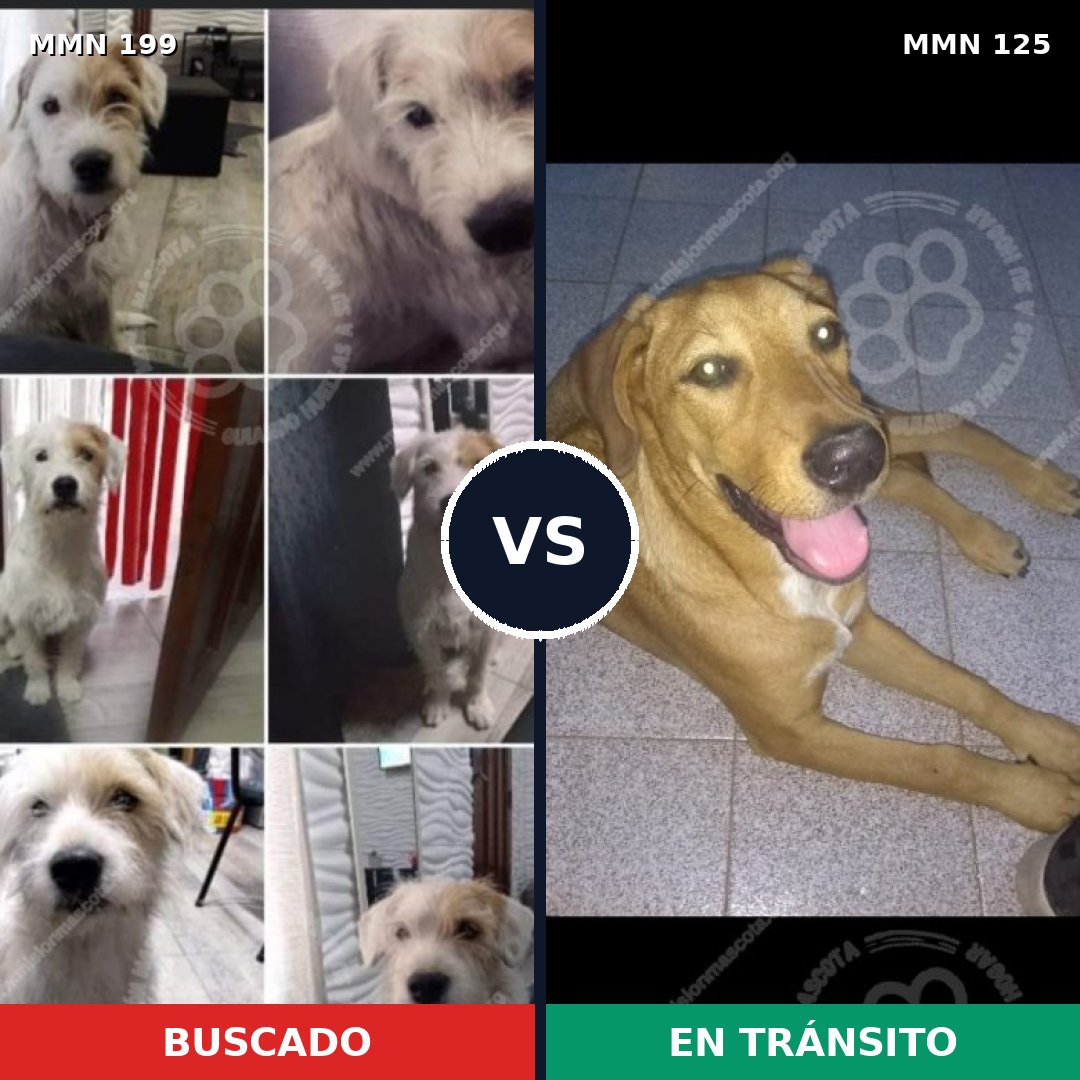 Comparativa MMS 4746: mascota perdida y mascota encontrada, 69% de similitud