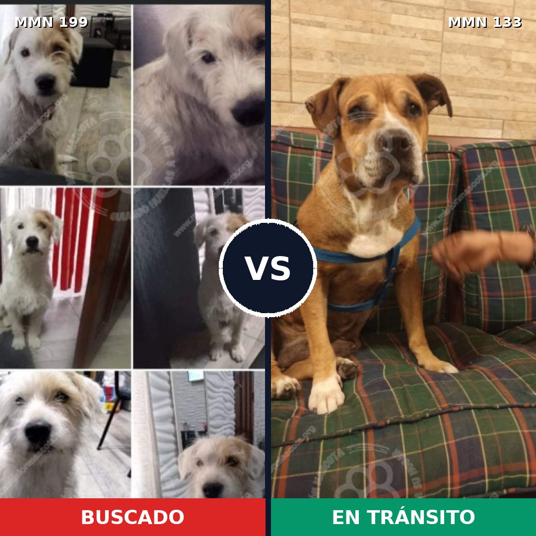 Comparativa MMS 4747: mascota perdida y mascota encontrada, 71% de similitud