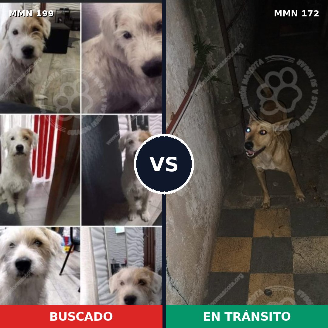 Comparativa MMS 4748: mascota perdida y mascota encontrada, 62% de similitud