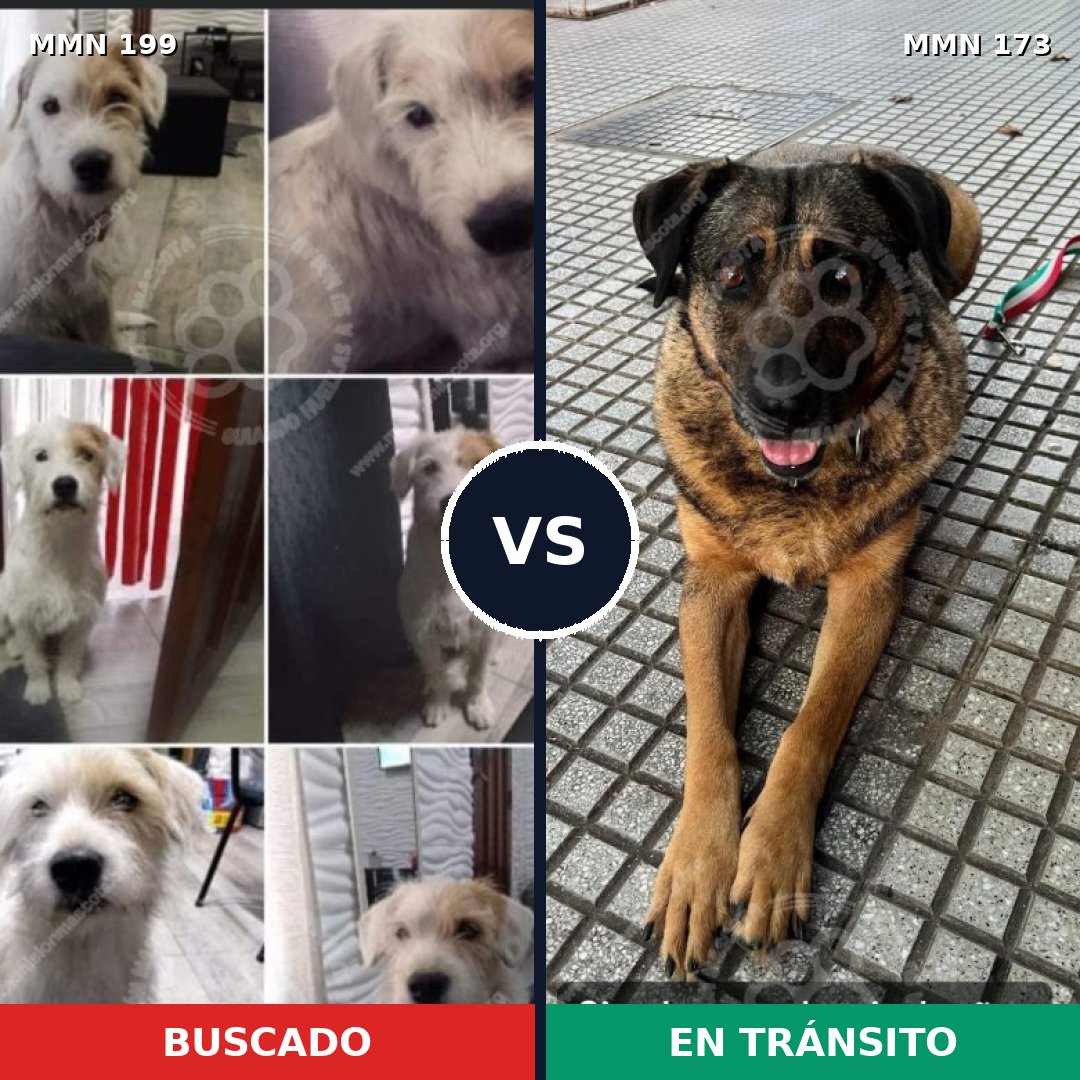 Comparativa MMS 4749: mascota perdida y mascota encontrada, 11% de similitud