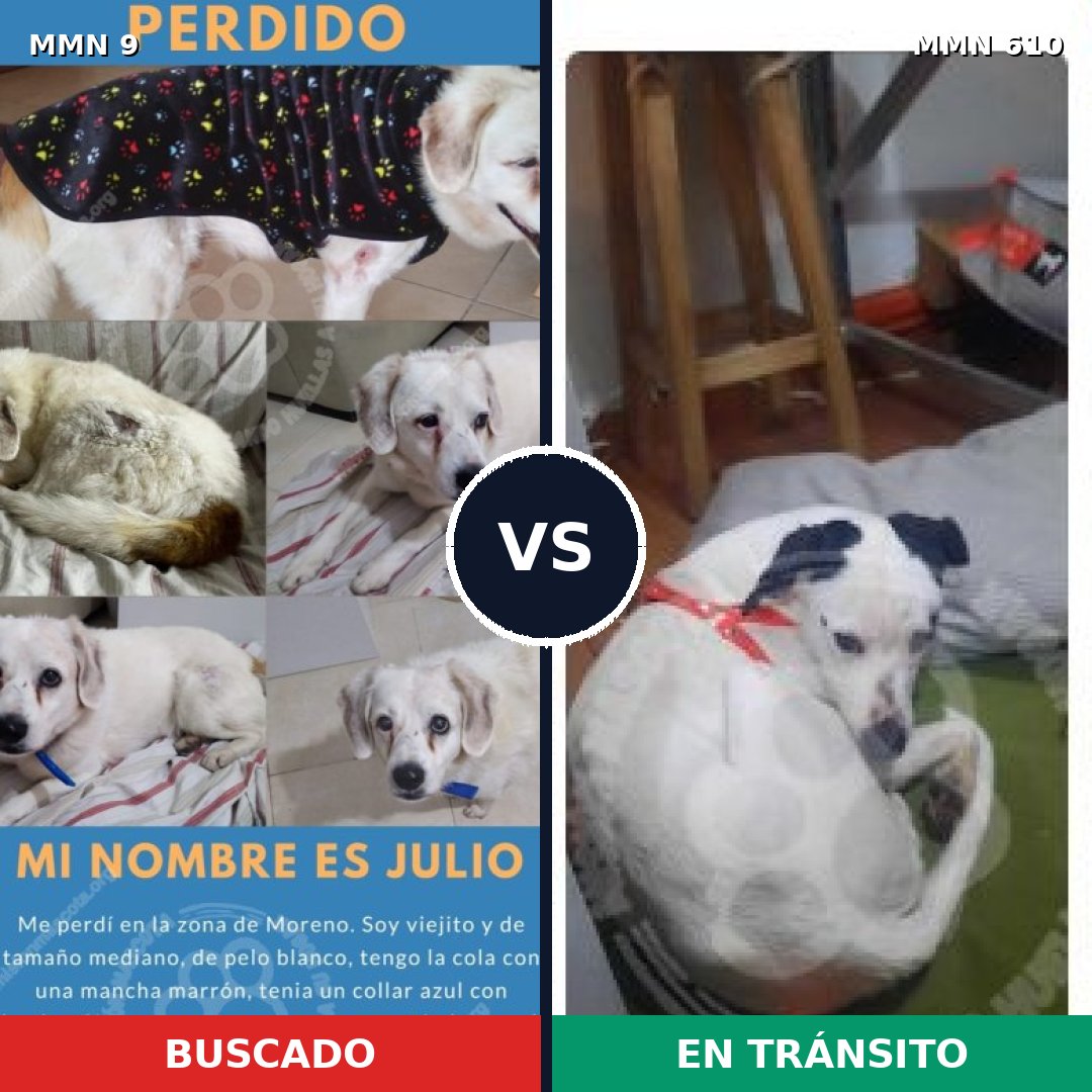 Comparativa MMS 475: mascota perdida y mascota encontrada, 87% de similitud