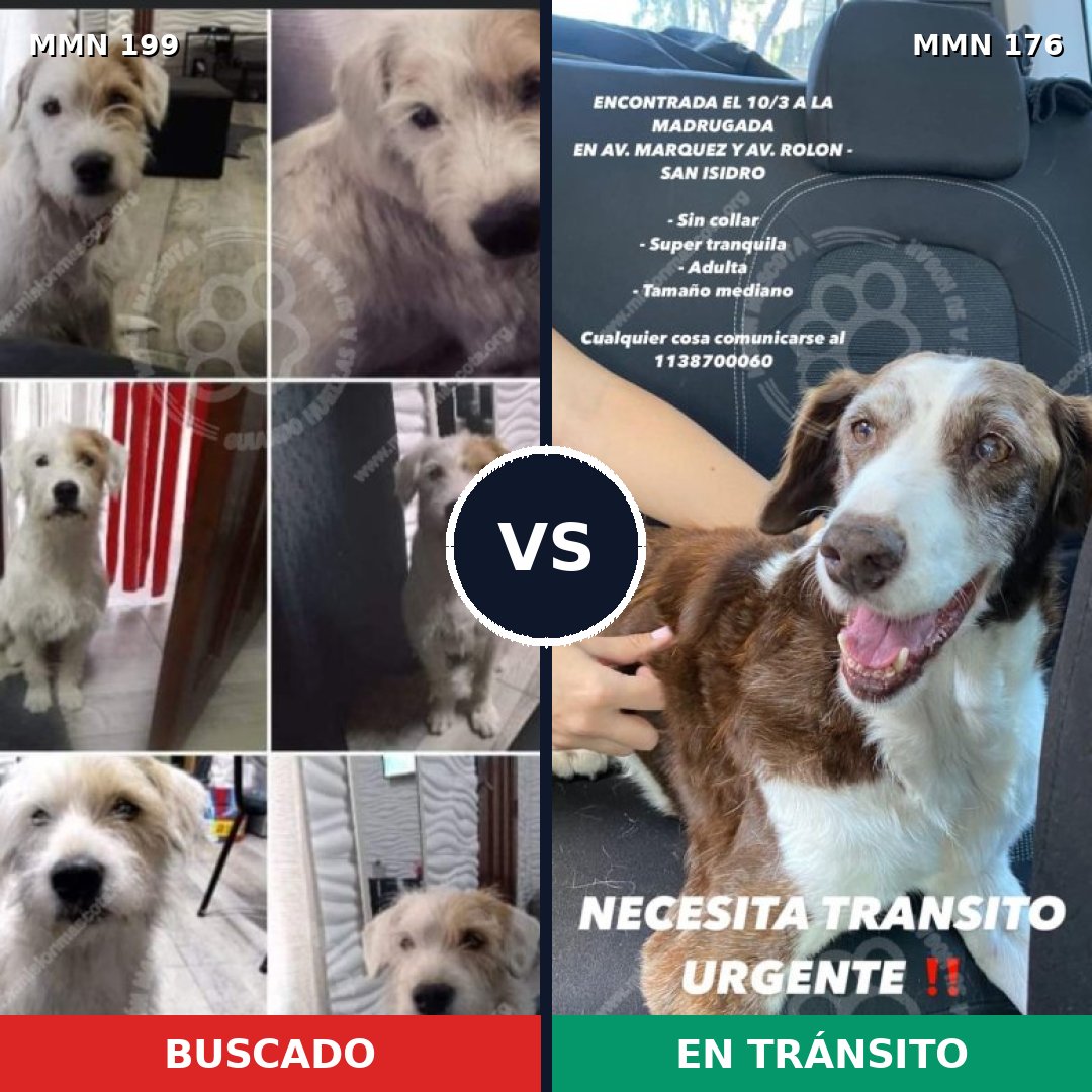 Comparativa MMS 4750: mascota perdida y mascota encontrada, 63% de similitud