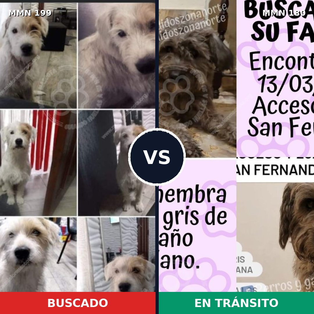 Comparativa MMS 4751: mascota perdida y mascota encontrada, 51% de similitud