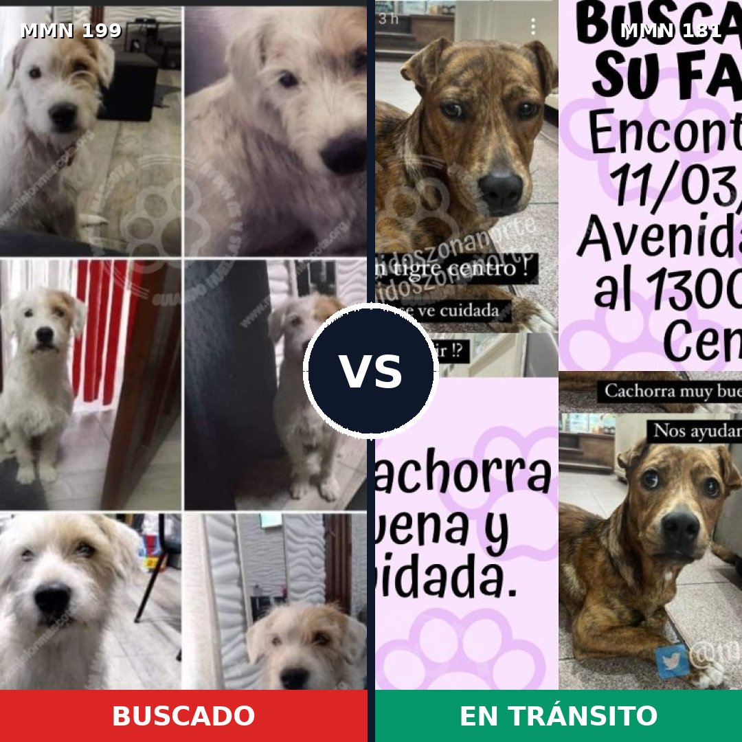 Comparativa MMS 4752: mascota perdida y mascota encontrada, 52% de similitud