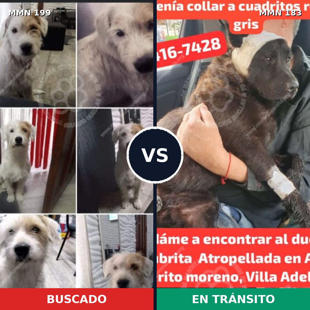 Comparativa MMS 4753: mascota perdida y mascota encontrada, 11% de similitud