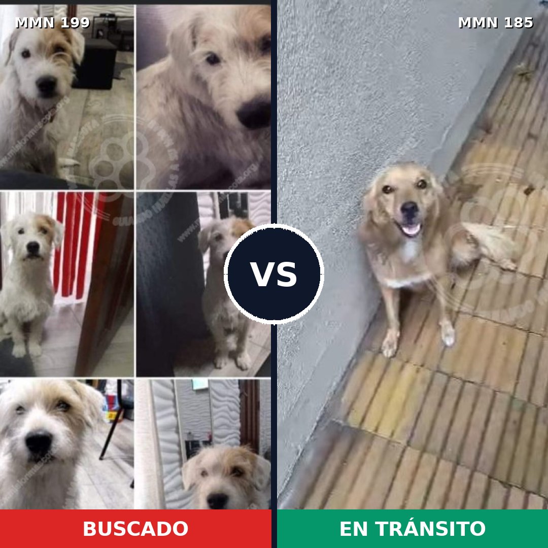 Comparativa MMS 4754: mascota perdida y mascota encontrada, 68% de similitud