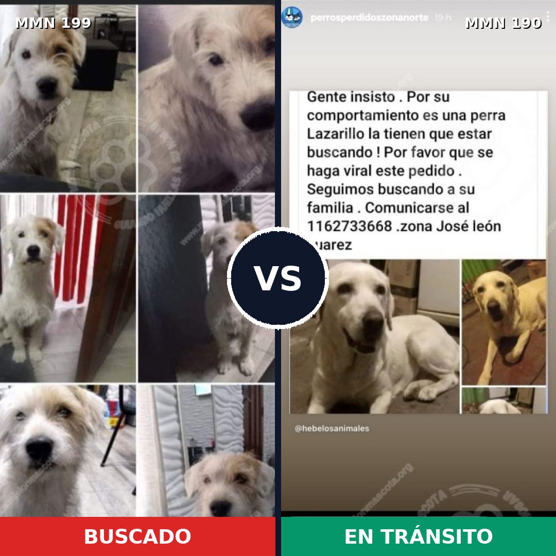 Comparativa MMS 4756: mascota perdida y mascota encontrada, 33% de similitud