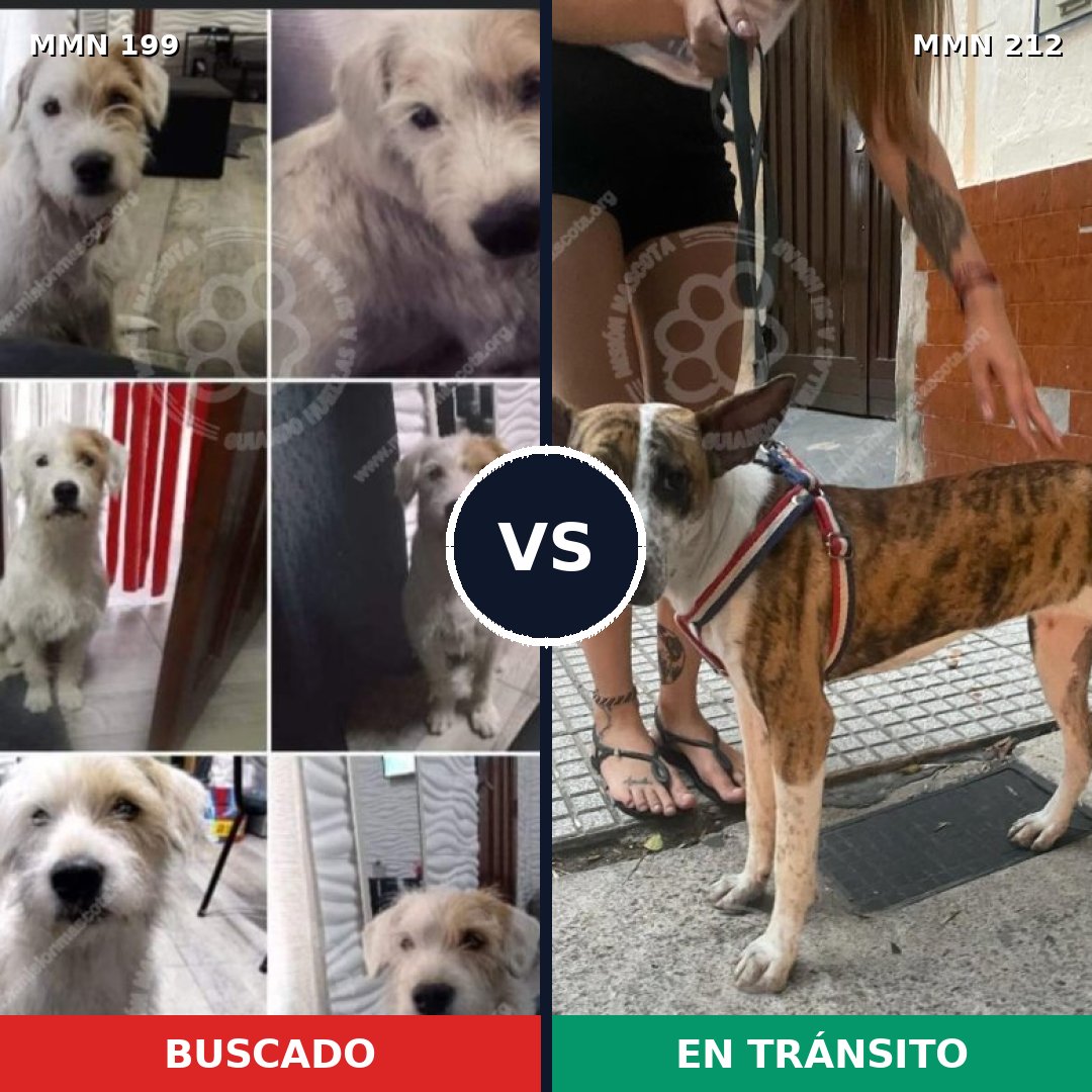 Comparativa MMS 4757: mascota perdida y mascota encontrada, 51% de similitud