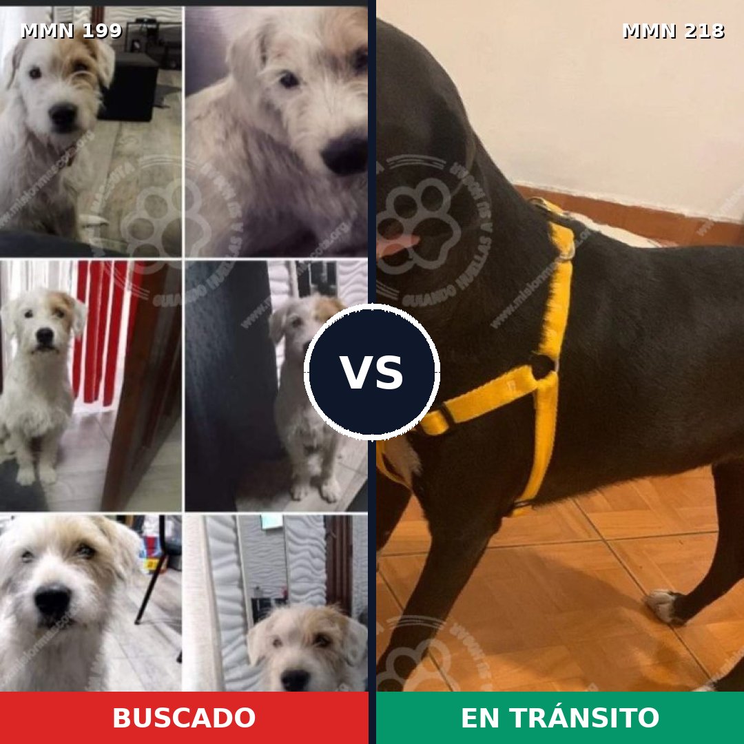 Comparativa MMS 4758: mascota perdida y mascota encontrada, 65% de similitud