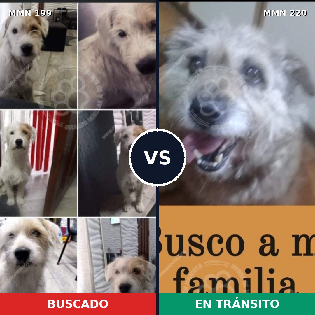 Comparativa MMS 4759: mascota perdida y mascota encontrada, 67% de similitud