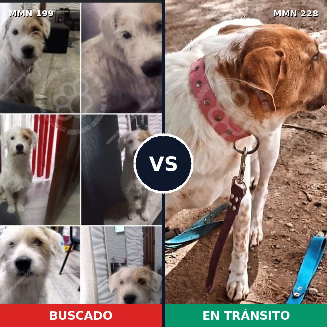 Comparativa MMS 4760: mascota perdida y mascota encontrada, 23% de similitud