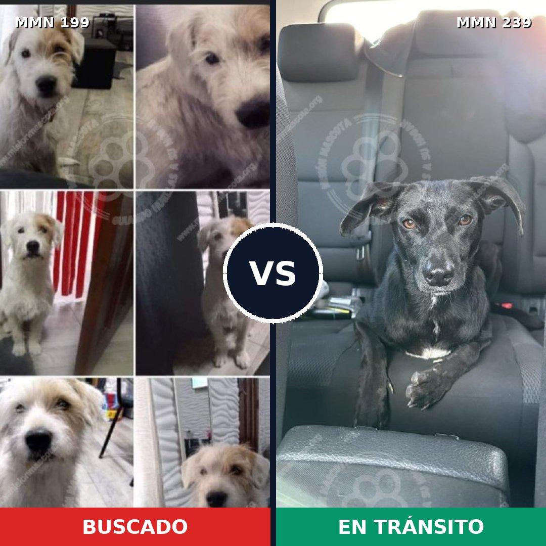 Comparativa MMS 4762: mascota perdida y mascota encontrada, 63% de similitud