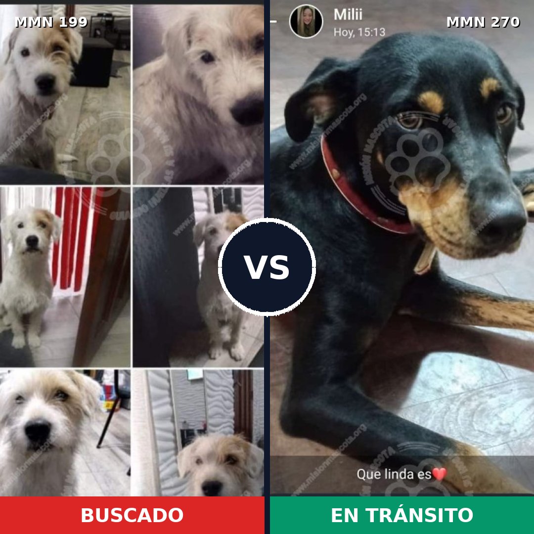 Comparativa MMS 4763: mascota perdida y mascota encontrada, 56% de similitud