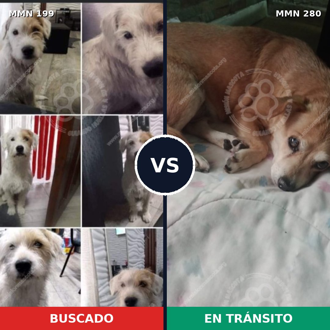 Comparativa MMS 4764: mascota perdida y mascota encontrada, 26% de similitud