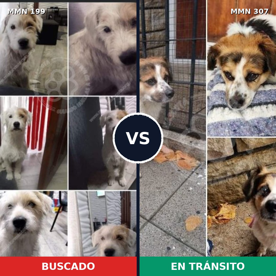 Comparativa MMS 4765: mascota perdida y mascota encontrada, 62% de similitud