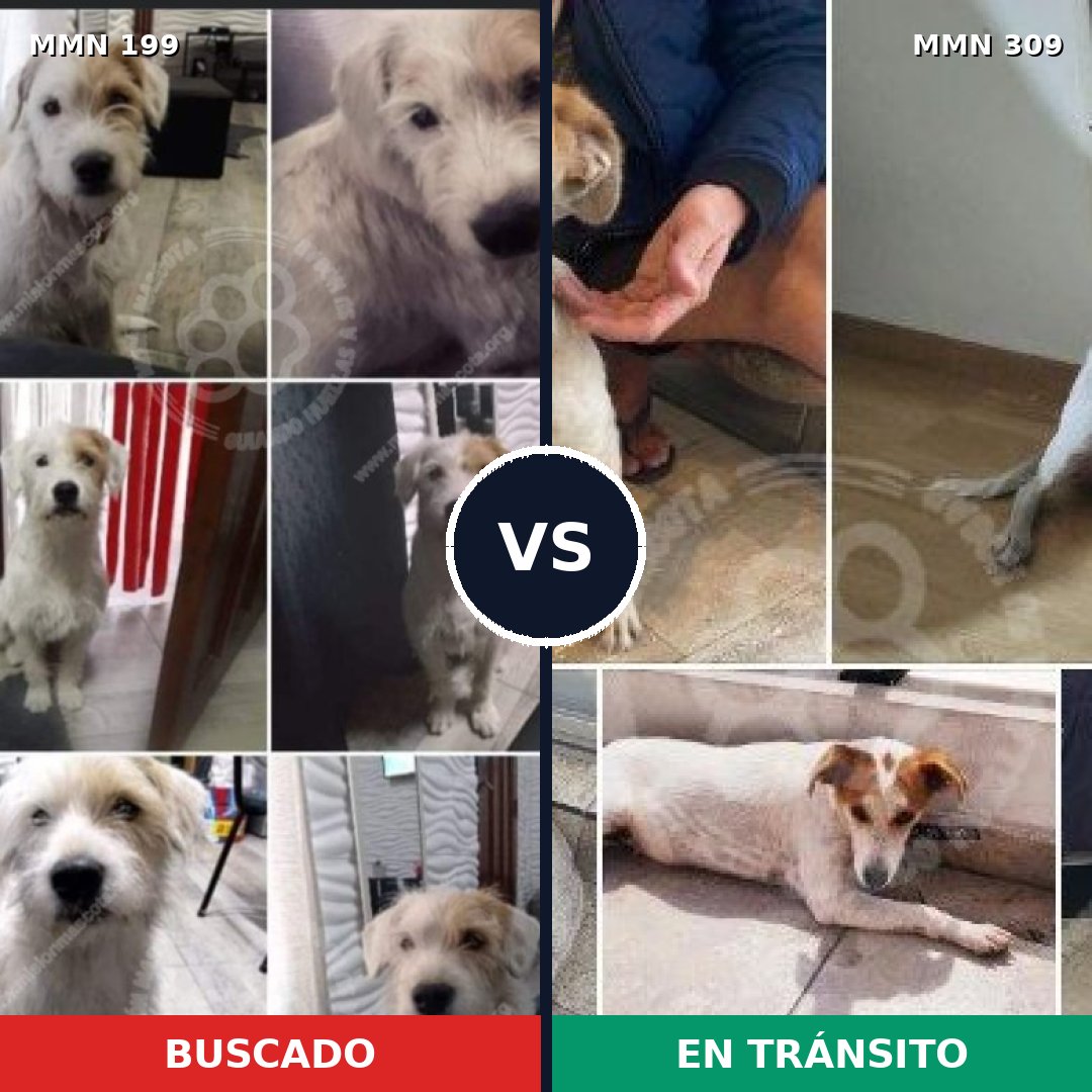 Comparativa MMS 4766: mascota perdida y mascota encontrada, 68% de similitud