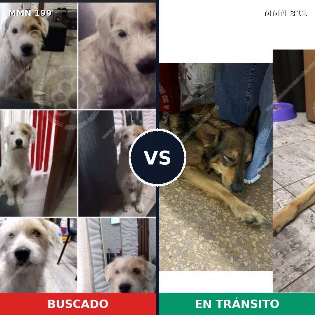 Comparativa MMS 4767: mascota perdida y mascota encontrada, 51% de similitud