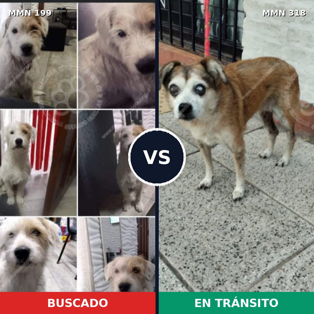 Comparativa MMS 4768: mascota perdida y mascota encontrada, 22% de similitud