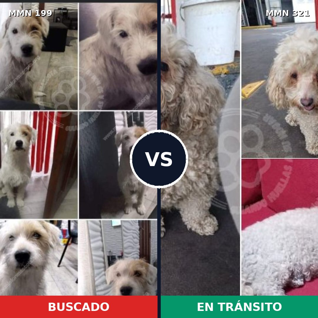 Comparativa MMS 4769: mascota perdida y mascota encontrada, 47% de similitud