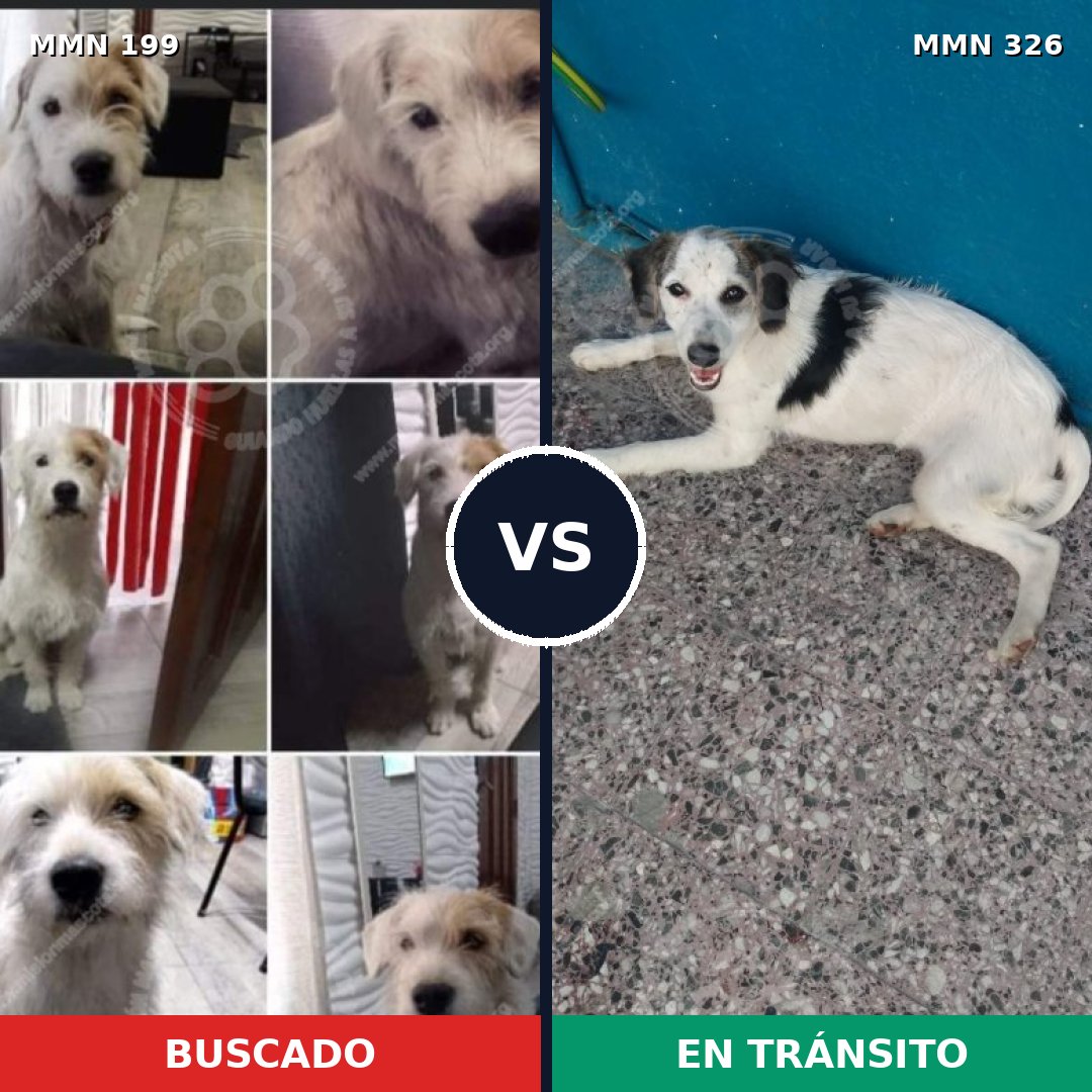 Comparativa MMS 4770: mascota perdida y mascota encontrada, 62% de similitud