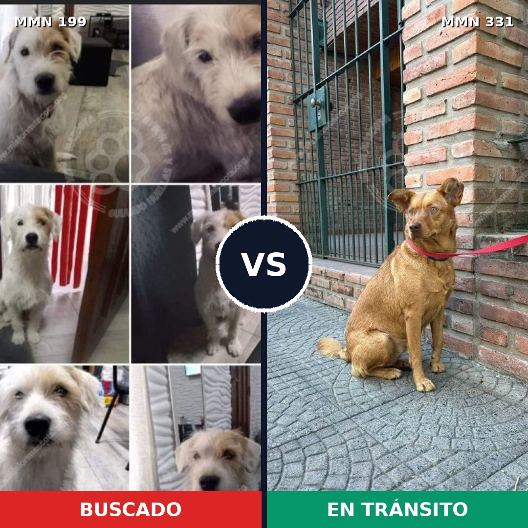 Comparativa MMS 4771: mascota perdida y mascota encontrada, 53% de similitud
