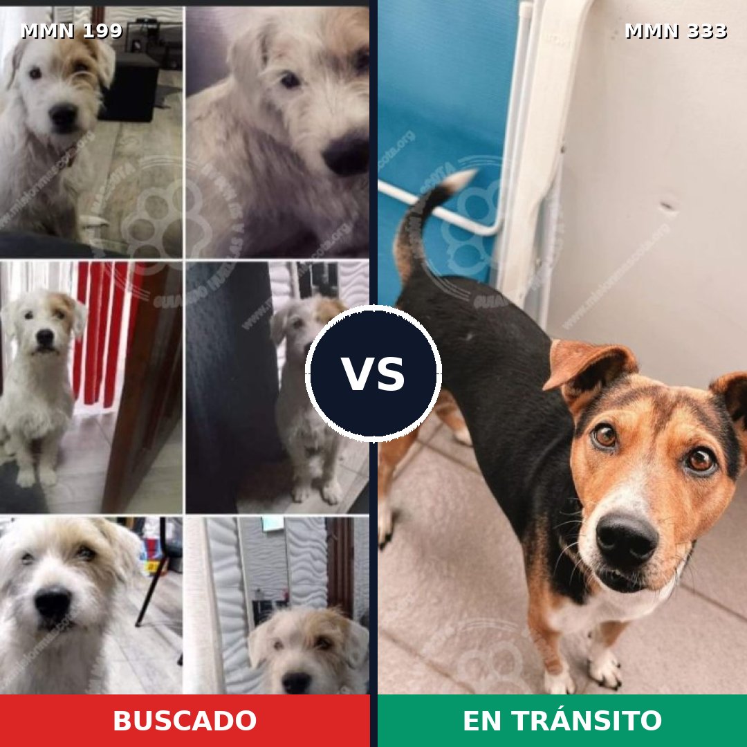 Comparativa MMS 4772: mascota perdida y mascota encontrada, 50% de similitud