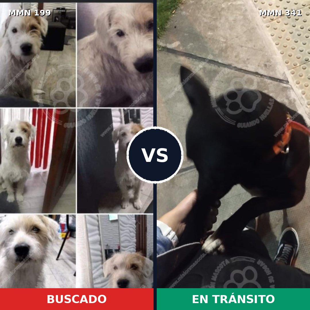 Comparativa MMS 4773: mascota perdida y mascota encontrada, 48% de similitud
