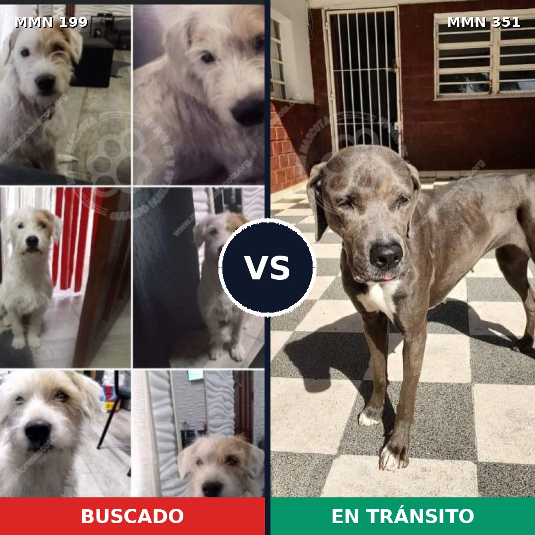 Comparativa MMS 4774: mascota perdida y mascota encontrada, 22% de similitud