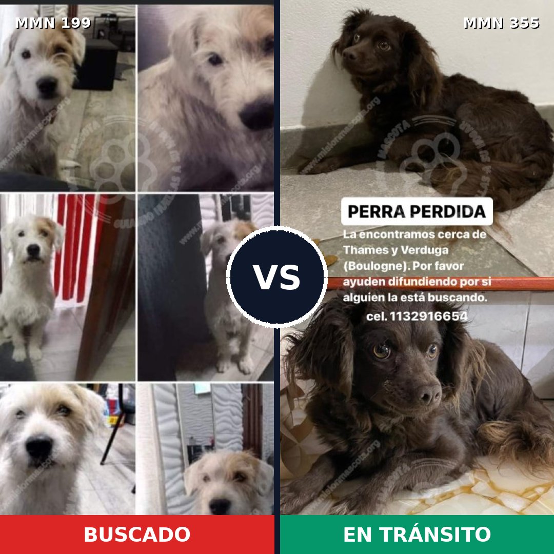 Comparativa MMS 4775: mascota perdida y mascota encontrada, 48% de similitud