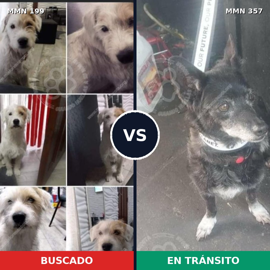 Comparativa MMS 4776: mascota perdida y mascota encontrada, 66% de similitud