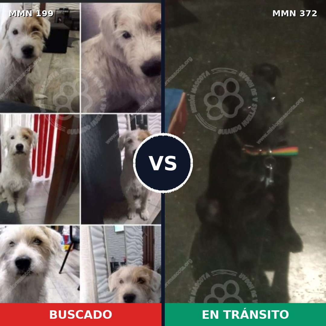 Comparativa MMS 4778: mascota perdida y mascota encontrada, 65% de similitud