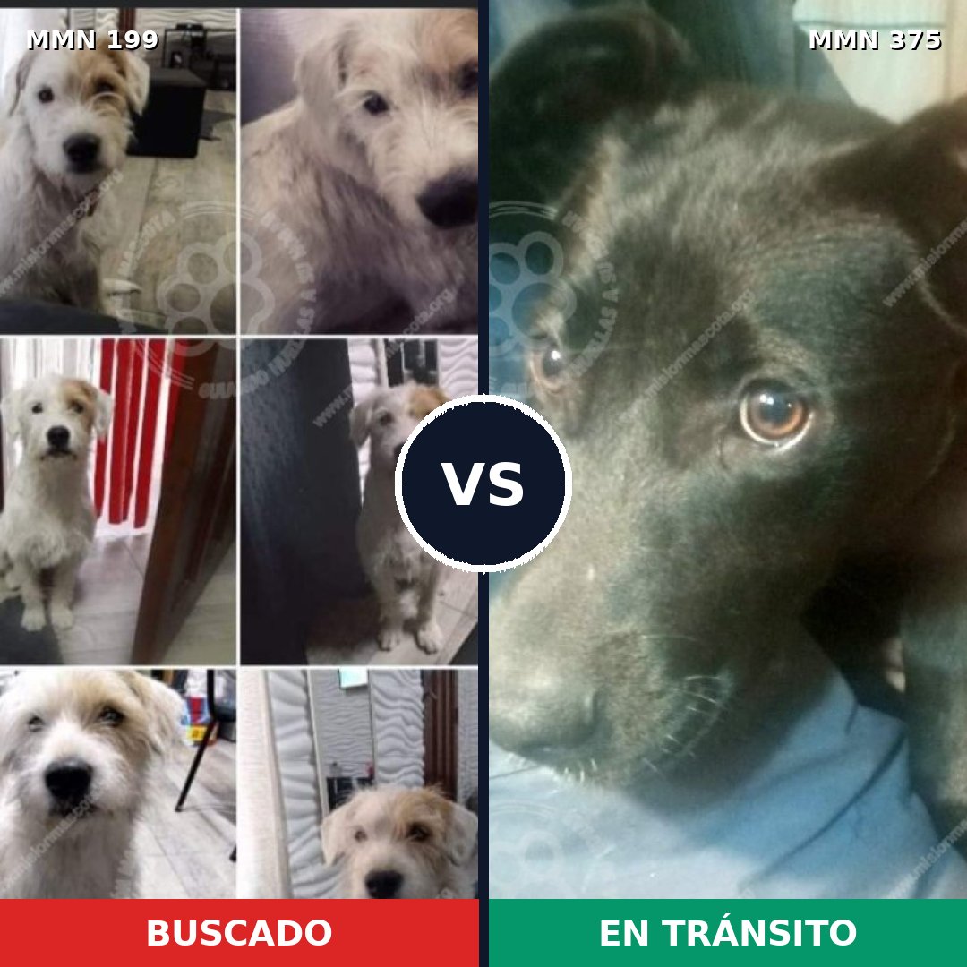 Comparativa MMS 4779: mascota perdida y mascota encontrada, 49% de similitud