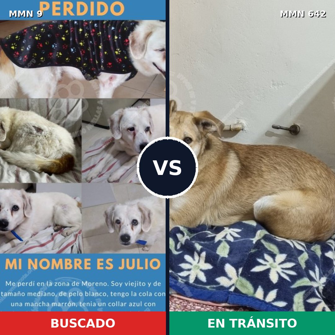 Comparativa MMS 478: mascota perdida y mascota encontrada, 68% de similitud