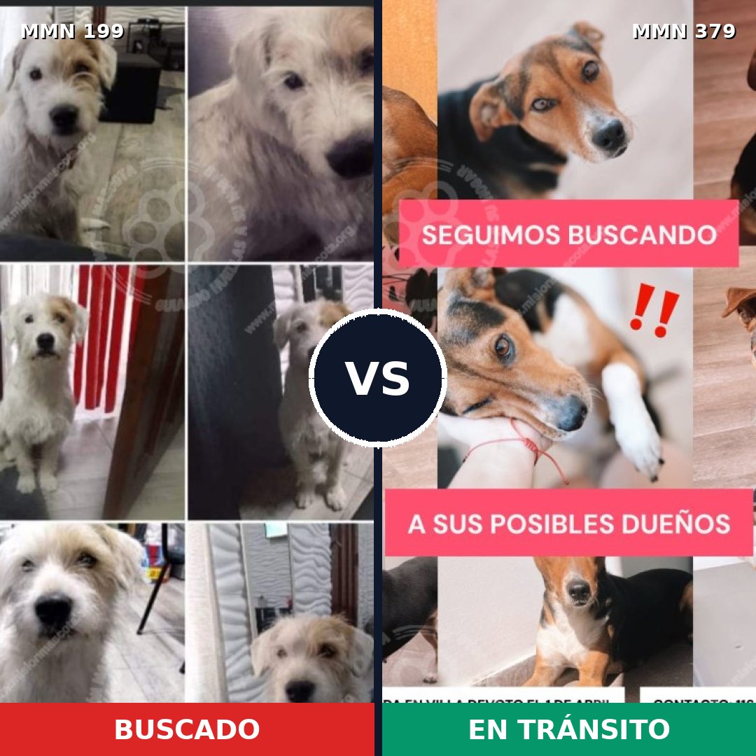 Comparativa MMS 4780: mascota perdida y mascota encontrada, 49% de similitud