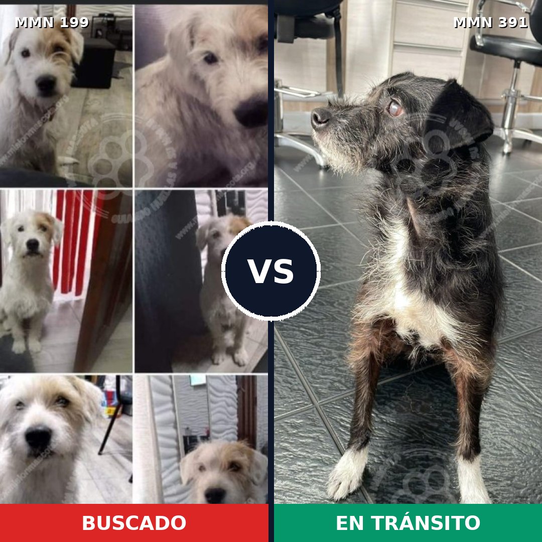 Comparativa MMS 4781: mascota perdida y mascota encontrada, 67% de similitud