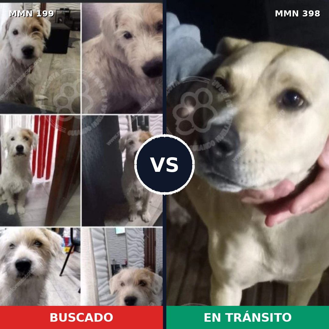 Comparativa MMS 4782: mascota perdida y mascota encontrada, 69% de similitud