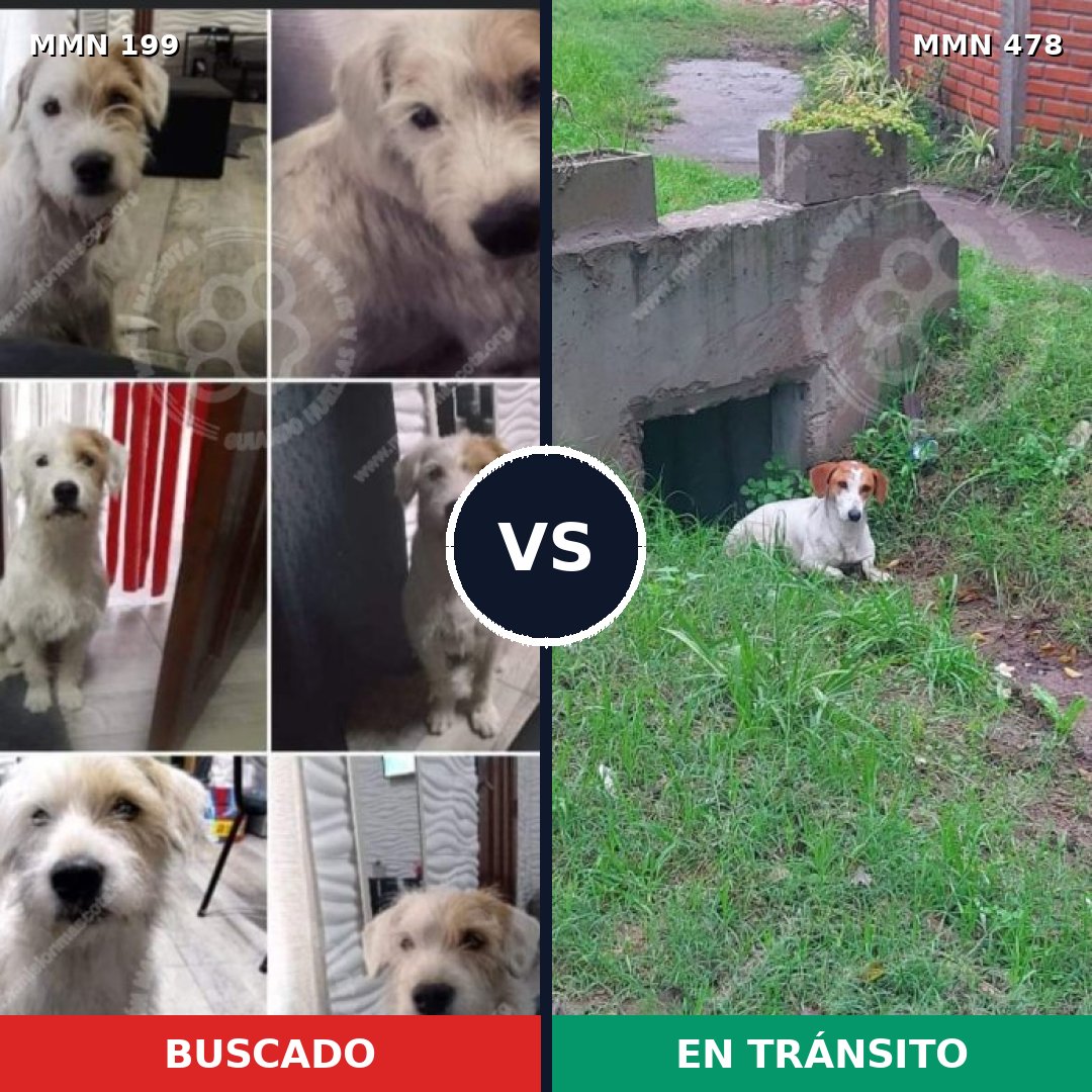 Comparativa MMS 4783: mascota perdida y mascota encontrada, 57% de similitud