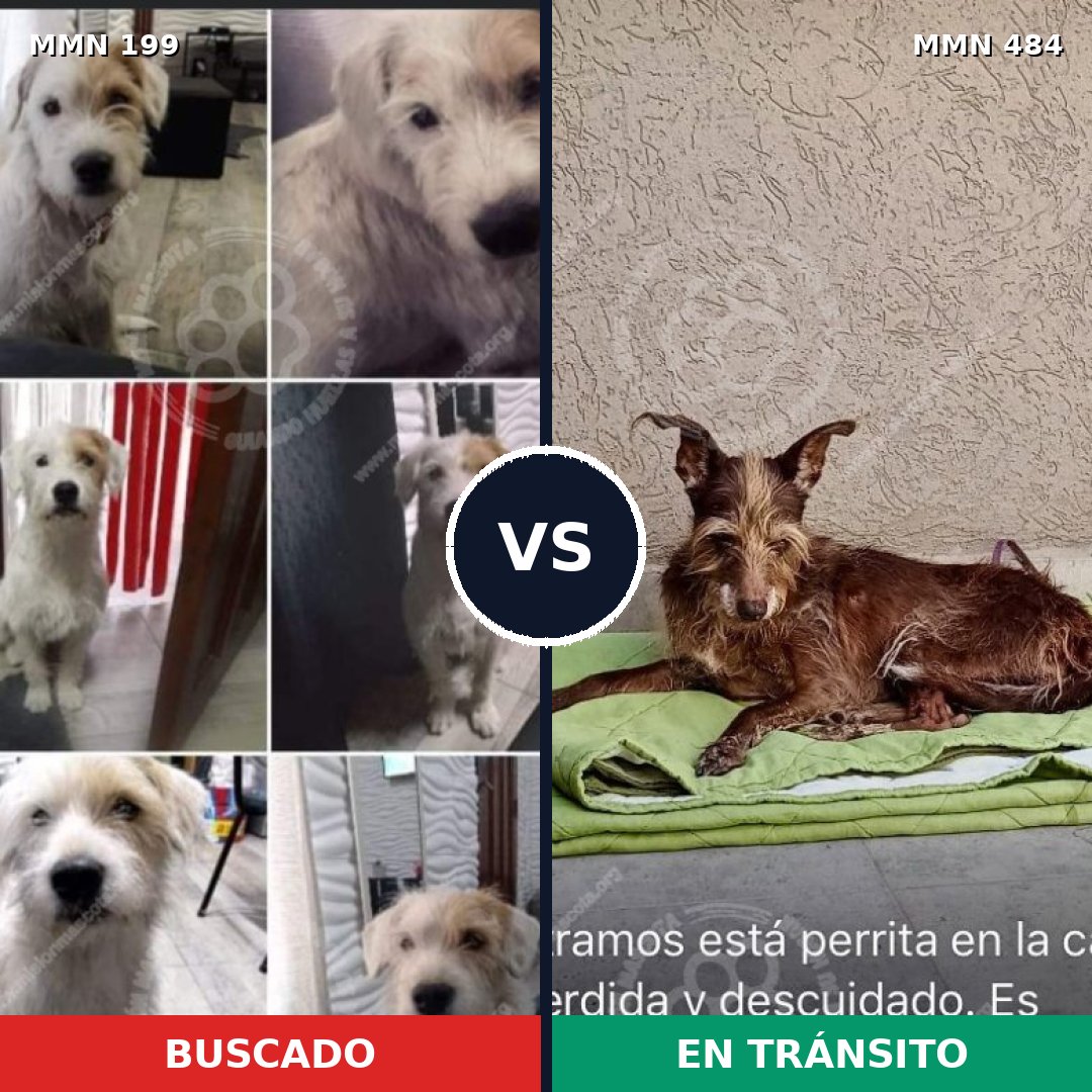 Comparativa MMS 4784: mascota perdida y mascota encontrada, 61% de similitud