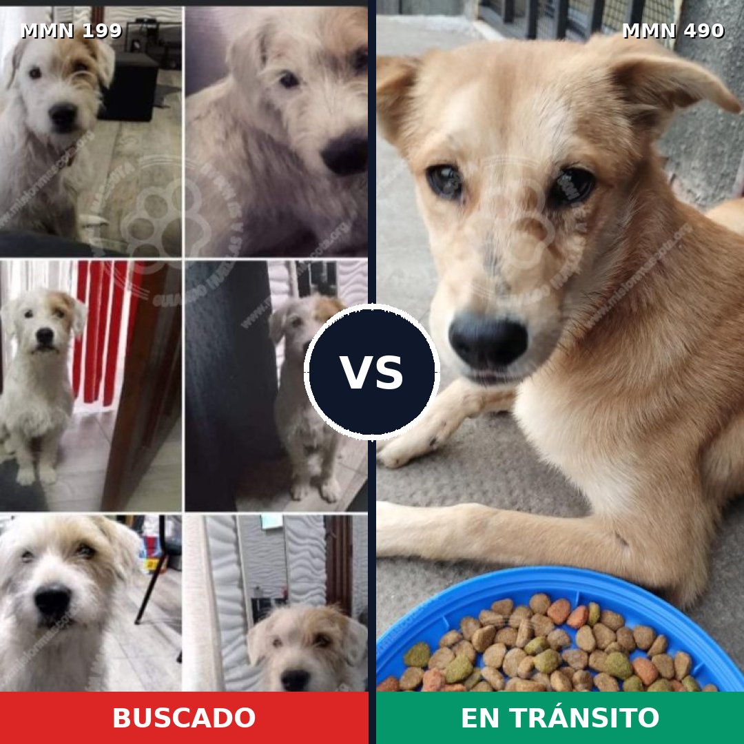 Comparativa MMS 4786: mascota perdida y mascota encontrada, 32% de similitud