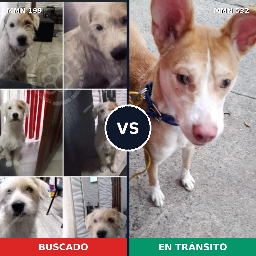 Comparativa MMS 4787: mascota perdida y mascota encontrada, 67% de similitud