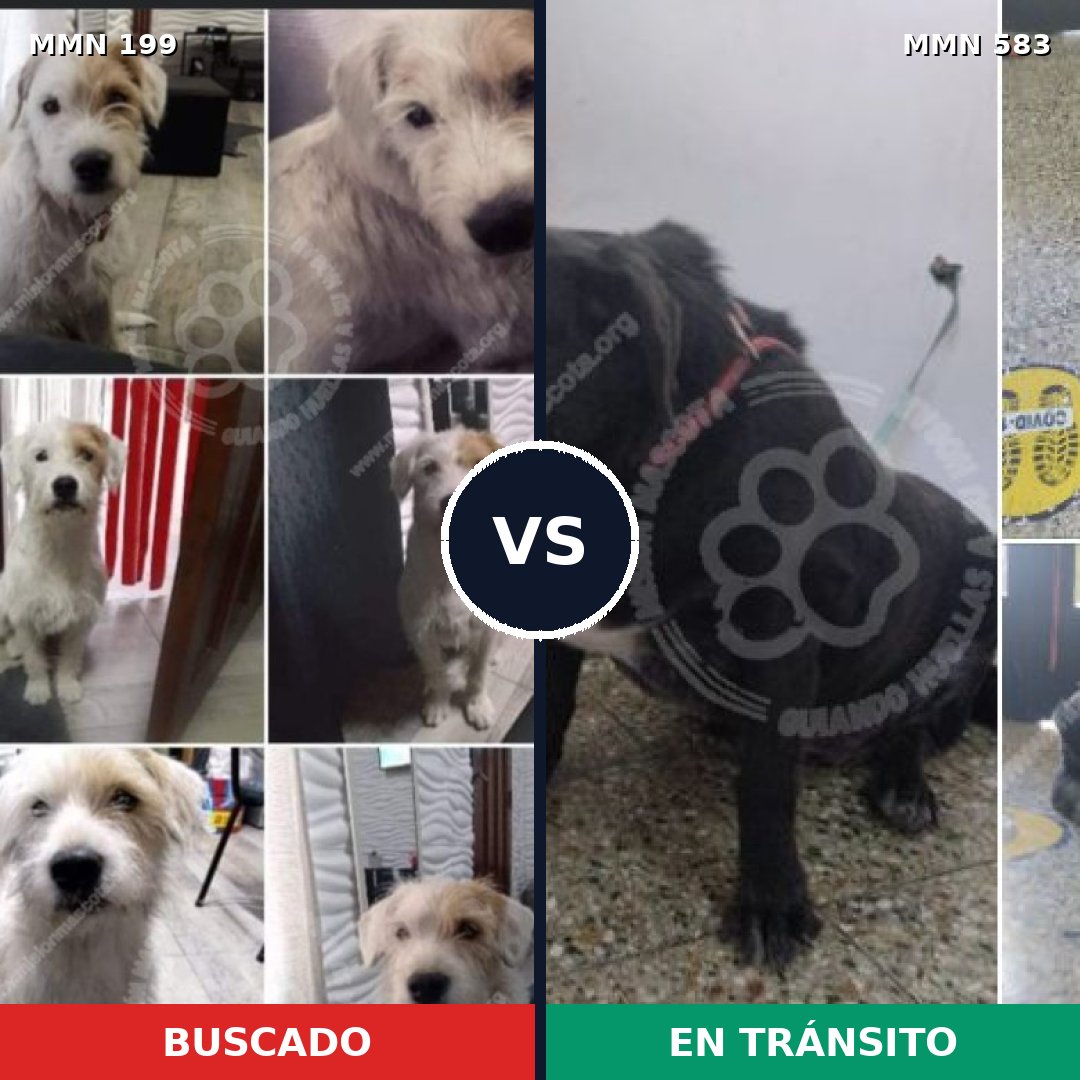 Comparativa MMS 4788: mascota perdida y mascota encontrada, 67% de similitud