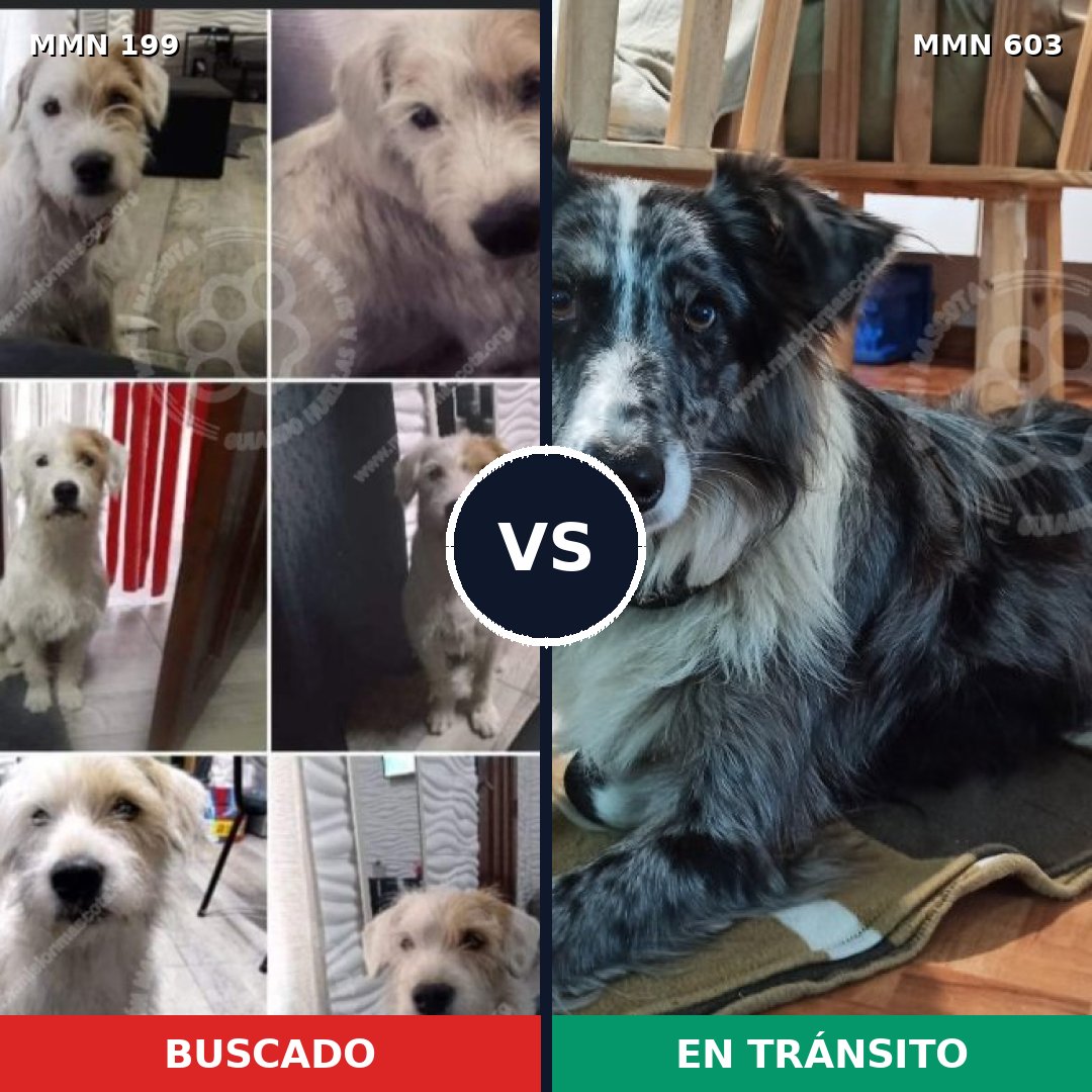 Comparativa MMS 4789: mascota perdida y mascota encontrada, 5% de similitud