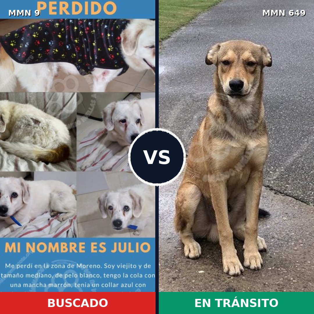 Comparativa MMS 479: mascota perdida y mascota encontrada, 33% de similitud