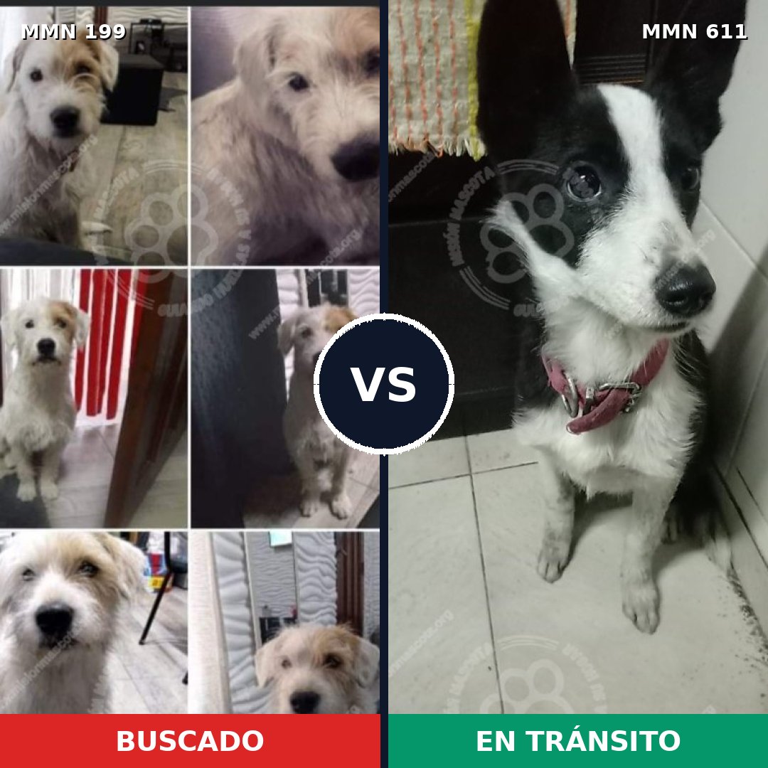 Comparativa MMS 4790: mascota perdida y mascota encontrada, 68% de similitud