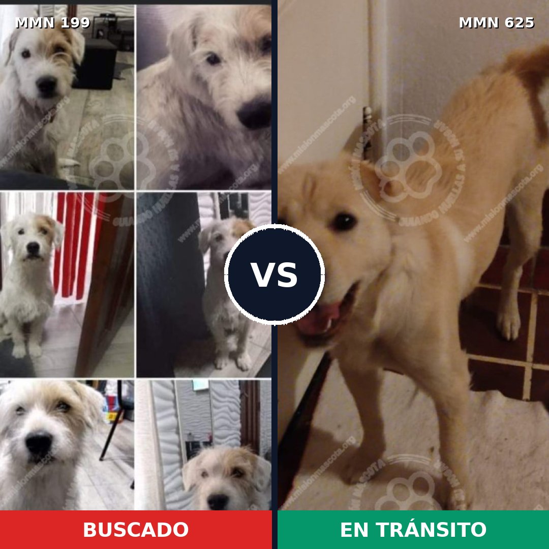 Comparativa MMS 4791: mascota perdida y mascota encontrada, 74% de similitud