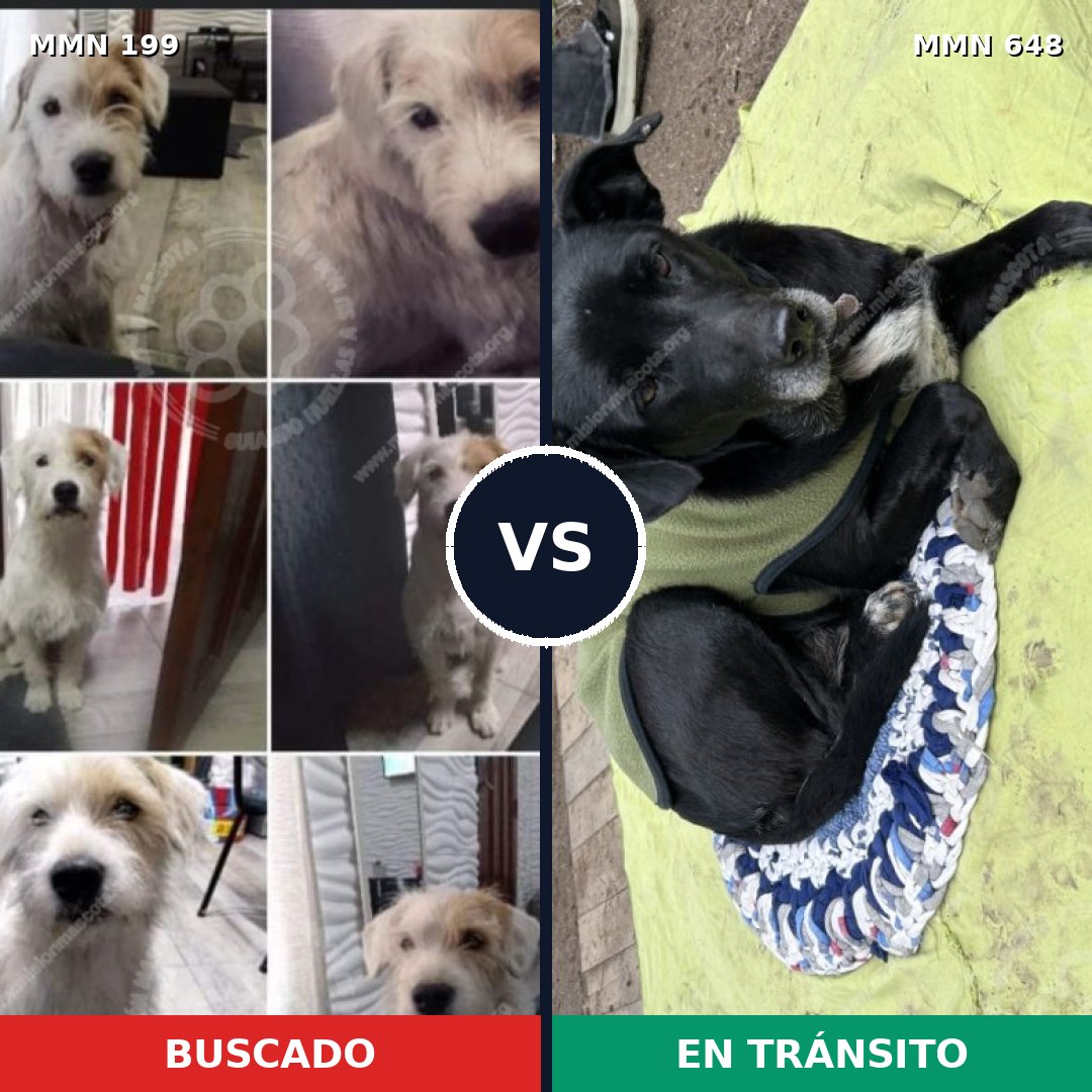 Comparativa MMS 4792: mascota perdida y mascota encontrada, 67% de similitud